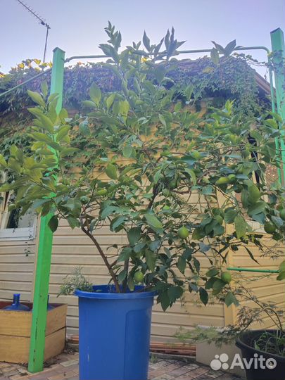 Лимонное дерево с плодами Архипка