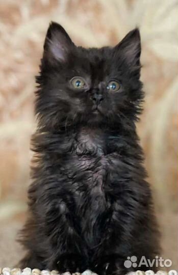 Кошка в дар бесплатно