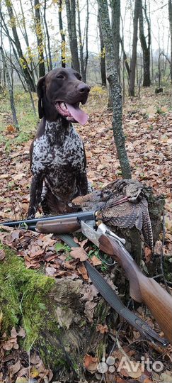 Курцхаар вязка