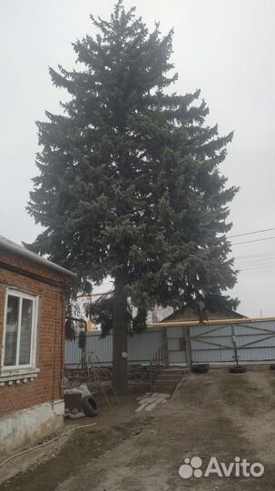 Ель голубая