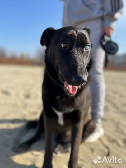 Собака для охраны