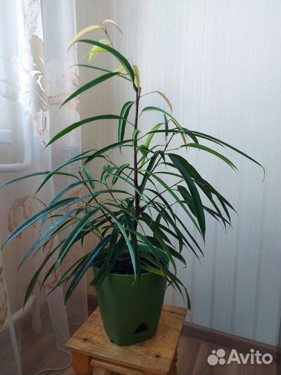 Фикусы, олеандр