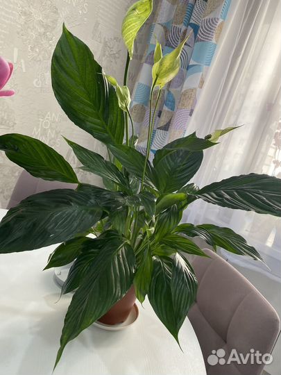 Спатифиллум женское счастье
