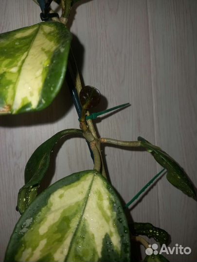 Хойя обовата вариегата