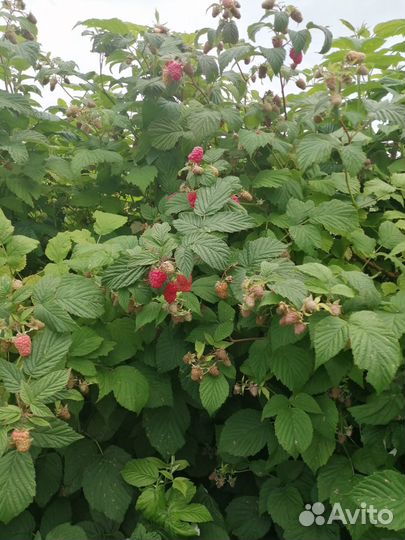 Ягоды и Саженцы малины, саженцы жёлтой сливы