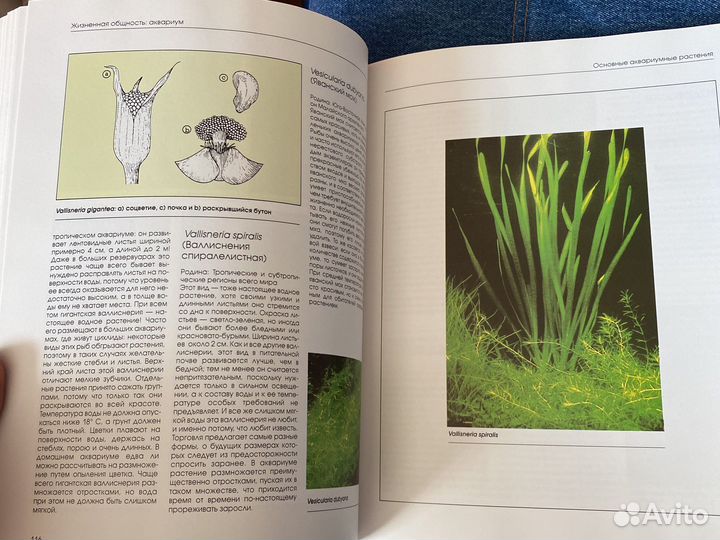 Аквариум и его обитатели