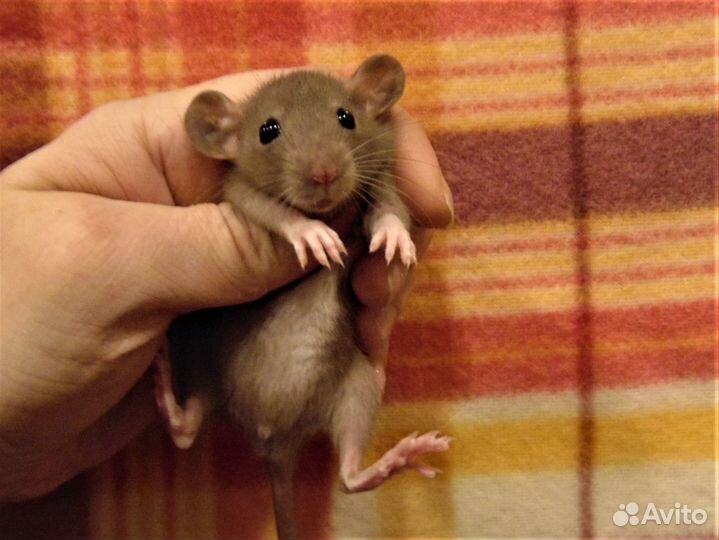 Крысы, крысята дамбо от заводчика, клетки, гамак