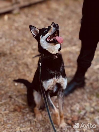 Собака в добрые руки