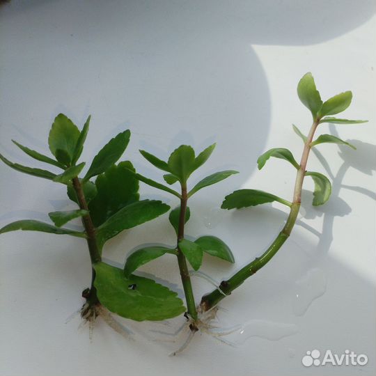 Комнатные цветы каланхоэ