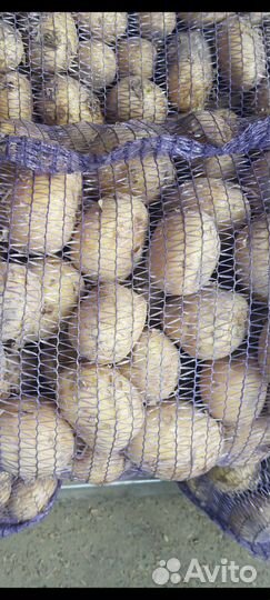 Картофель белый оптом от 20 тонн