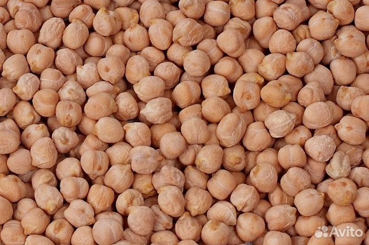 Семена нута