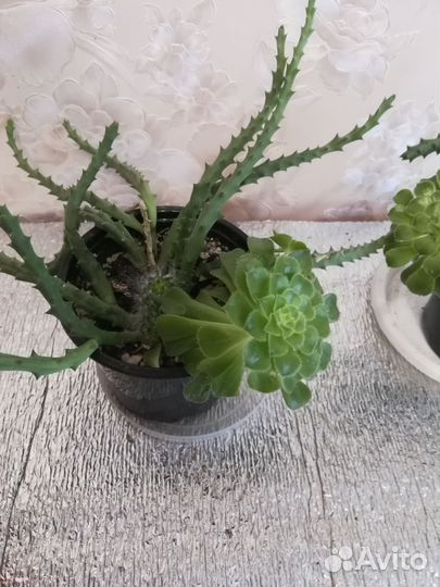 Пеперомия сморщенная и суккуленты