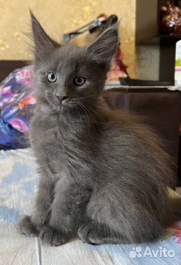 Котята мейн кун
