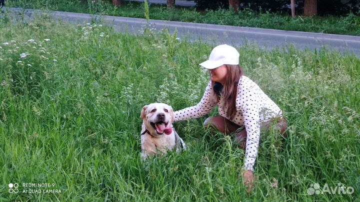 Передержка для собак в домашних условиях