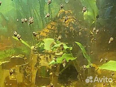 Улитки аквариумные мелания