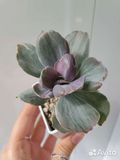 Echeveria ice age, Decora, gigantea