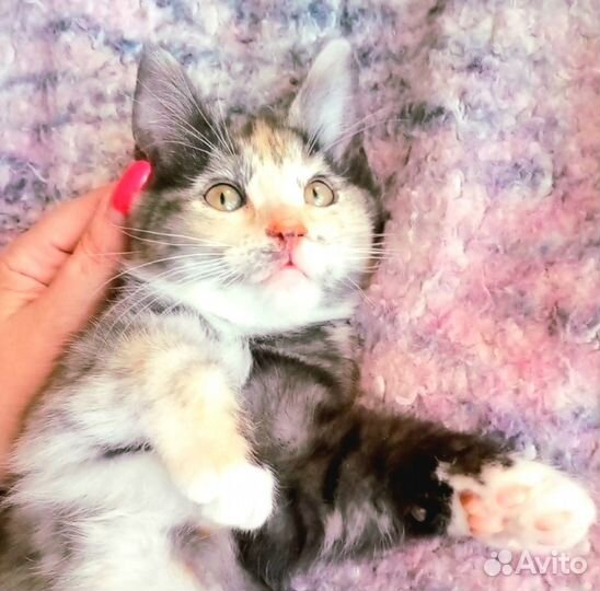 Удивительный котенок в добрые руки