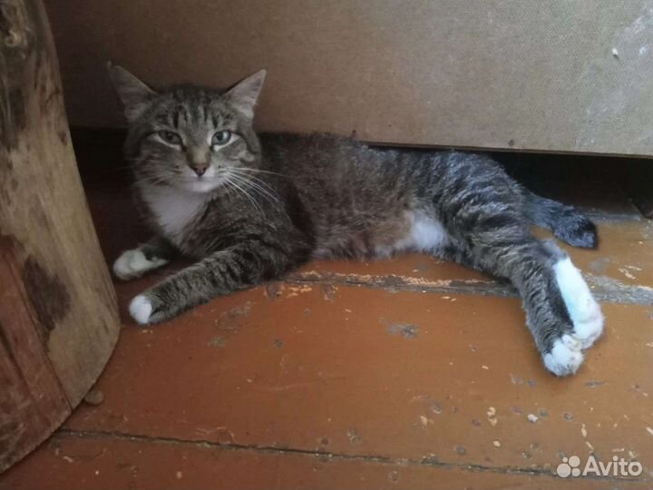 Кошка в добрые руки