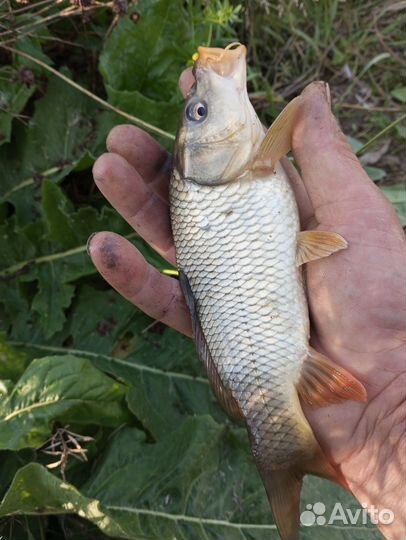 Малёк карпа, сазан,линь,амур