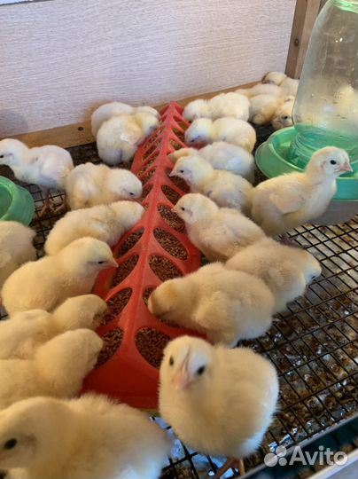 Цыплята бройлеры, индюшата хайбрид конвертер