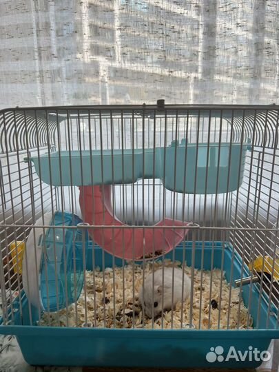 Хамяк с клеткой