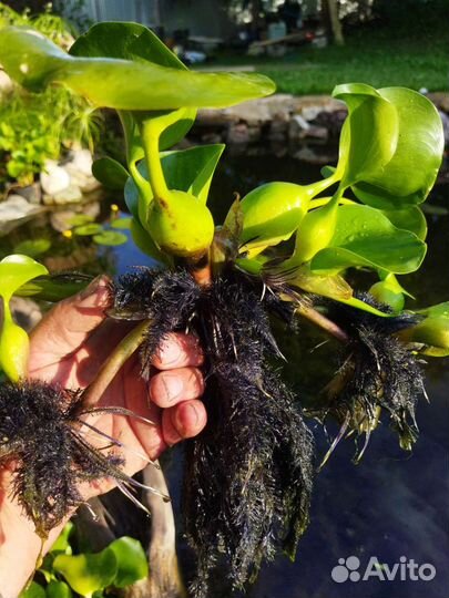 Эйхорния, (водный гиацинт)