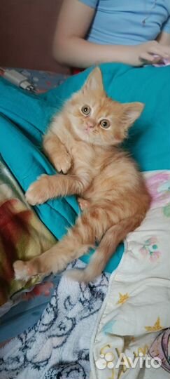 Котенок девочка 2 месяца
