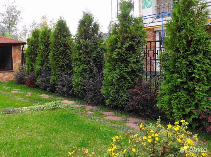 Туя брабант