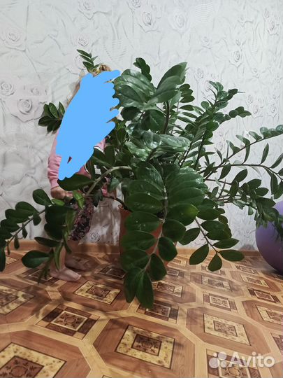 Диффенбахия, замиагулькас, фикус и др