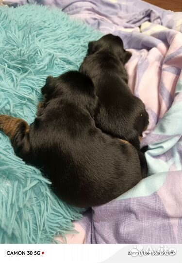 Щенки йорика