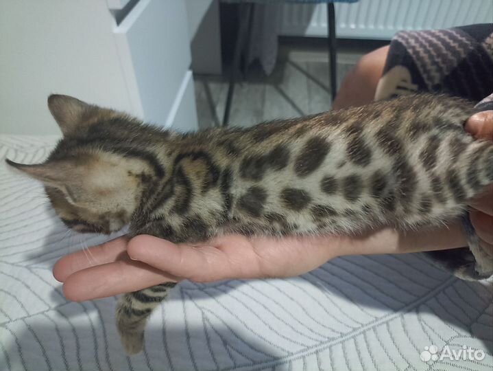 Бенгальский золотые девочки котята