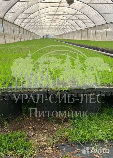 Горная сосна Мугус с зкс сеянцы