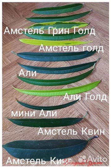 Фикус али амстел голд