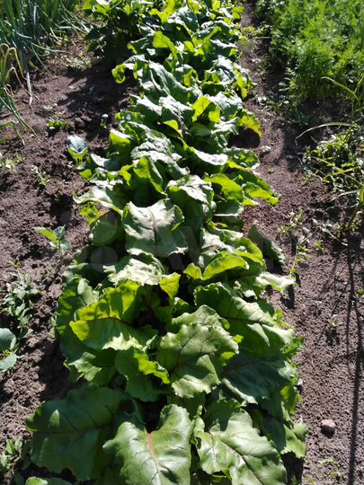 Участок 3 сот. (СНТ, ДНП)