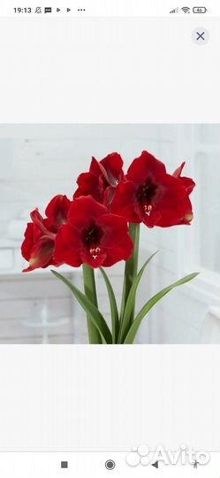 Аспарагус комнатное растение