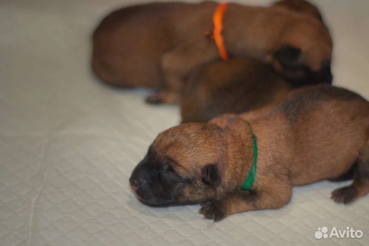 Бельгийская овчарка малинуа щенки