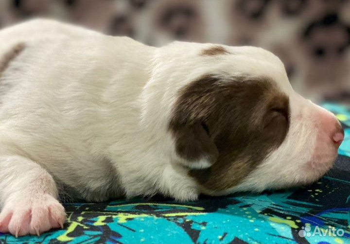 Лапуськи -щенки совсем крошки