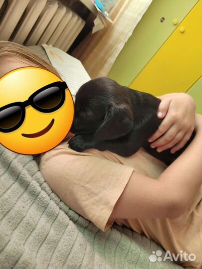 Щеночки в добрые руки бесплатно