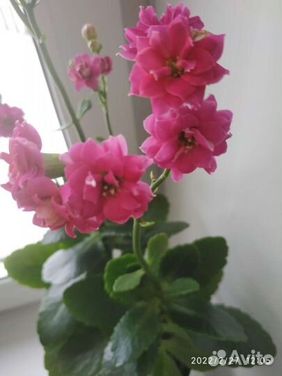 Каланхоэ розовое