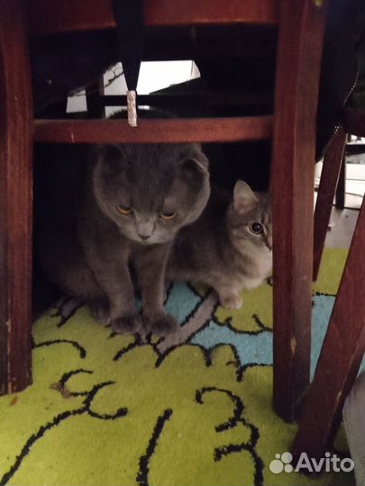 Отдам котëнка