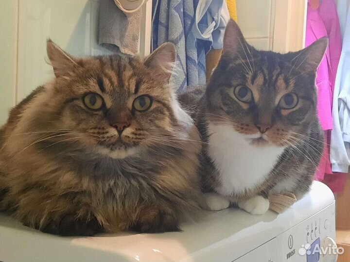 Передержка кошек