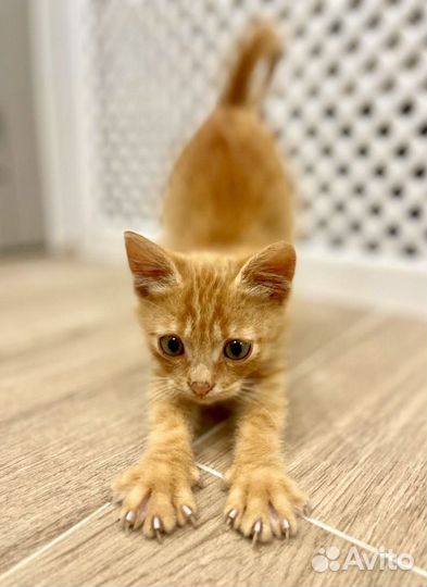 Рыжий котенок