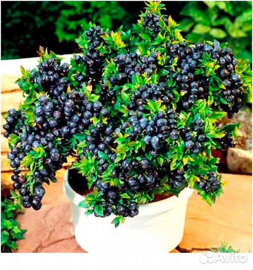 Черника патио Топ хат