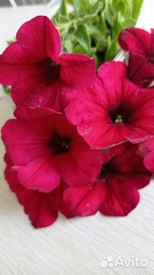 Петуния укорененые черенки