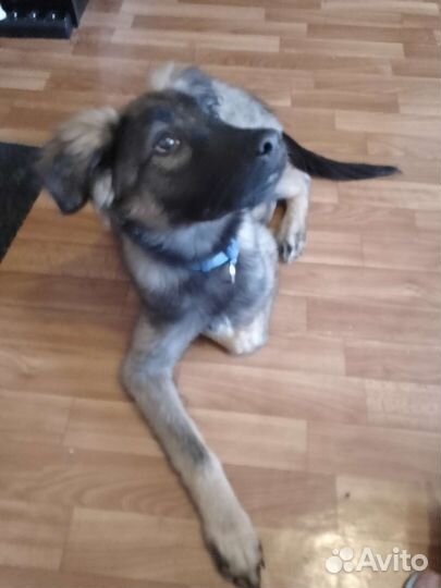 Щенки метисы в добрые руки