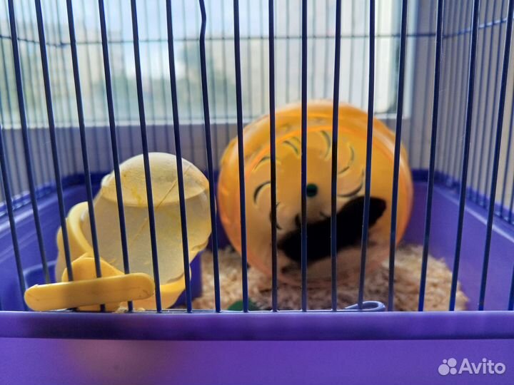 Сирийский хомячок с клеткой