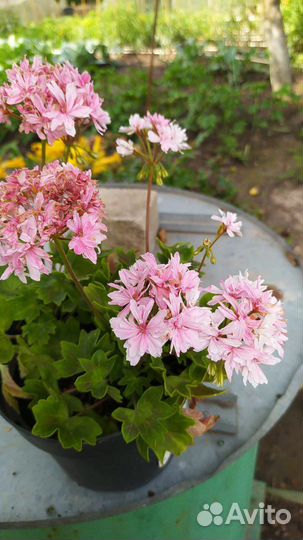 Пеларгония звездчатая (стеллар)