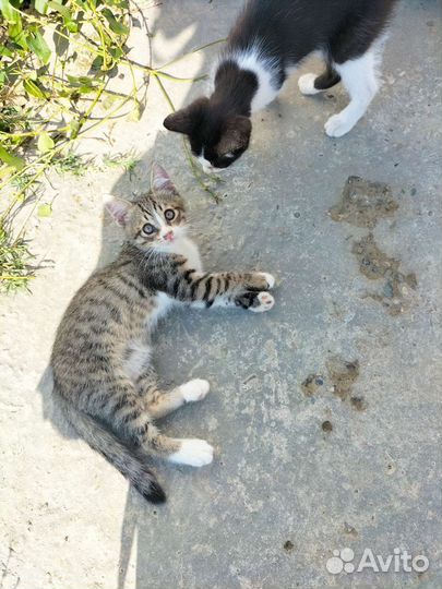 Природные котики