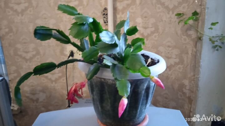 Декабрист,Разное