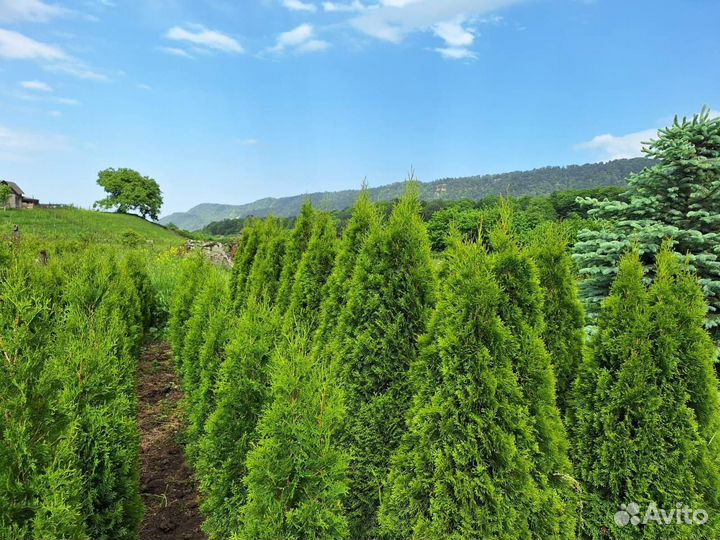 Туи смарагд премиум